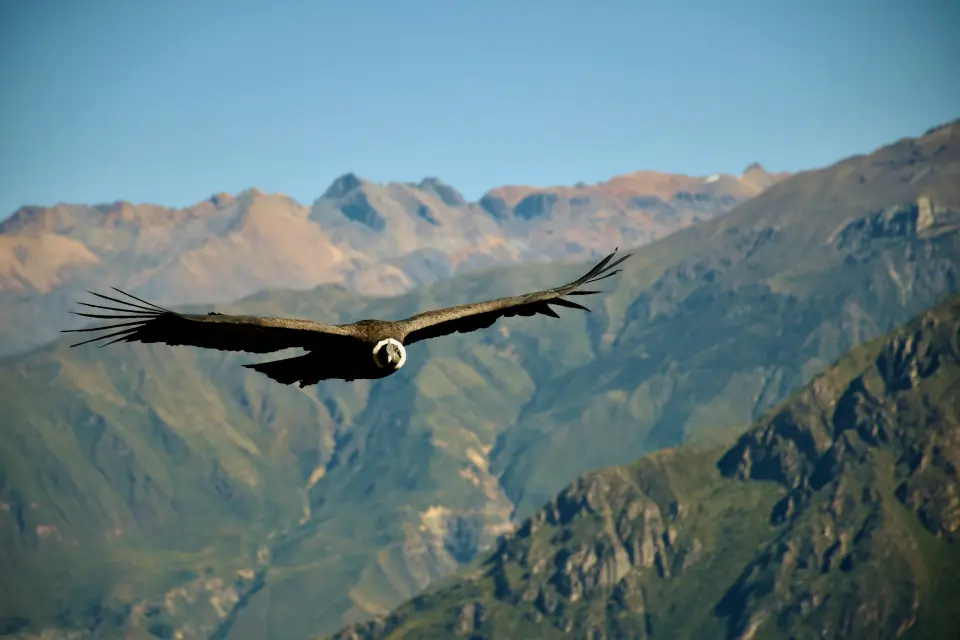 An Andean condor riding a ridge thermal