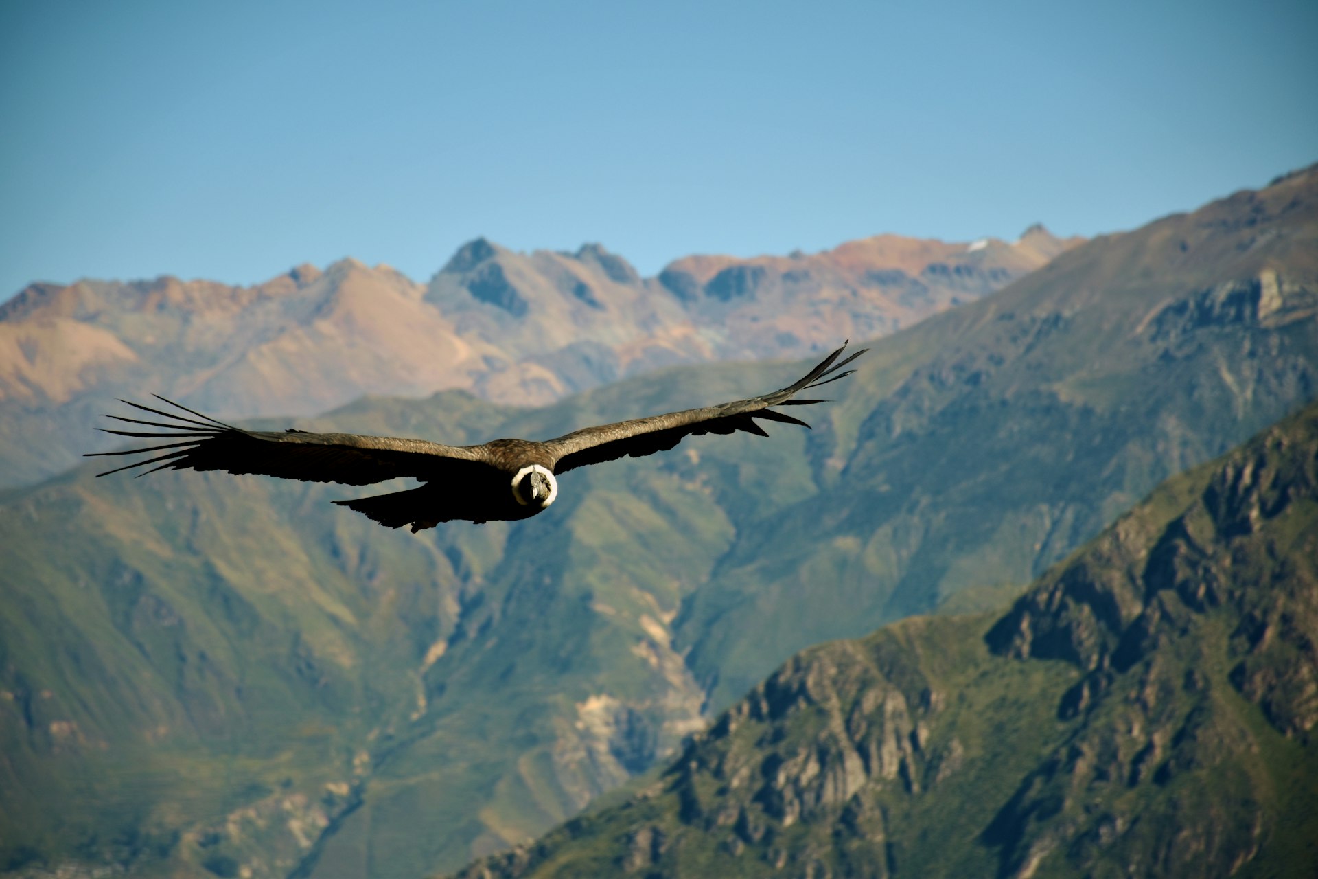 An Andean condor riding a ridge thermal