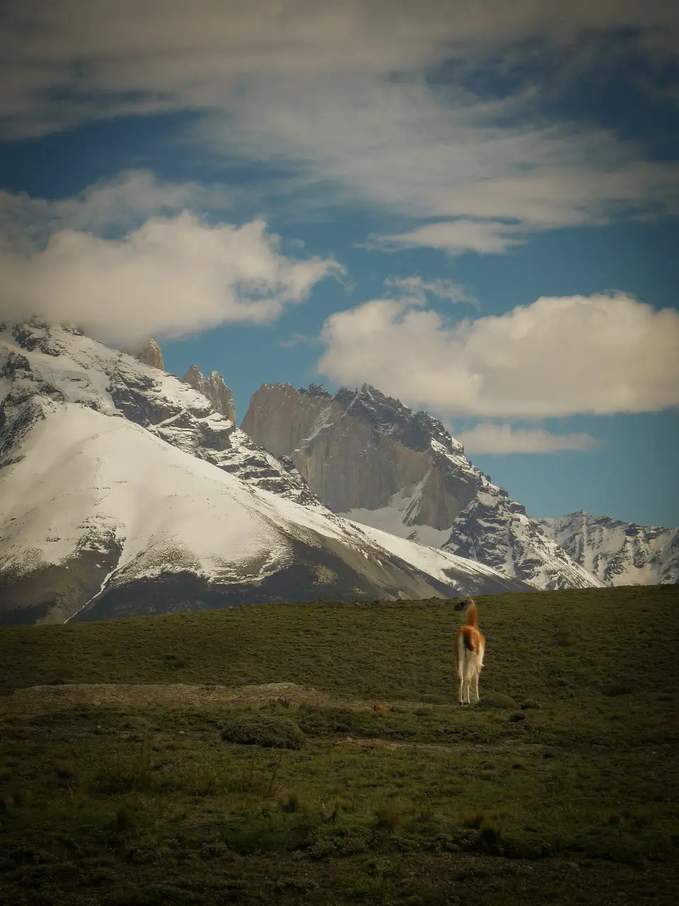A guanaco silhouetted against the cold Patagonian steppe