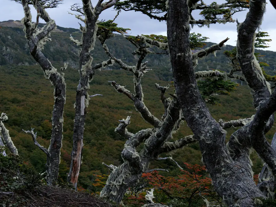Wind-bent lenga forest under grey sky