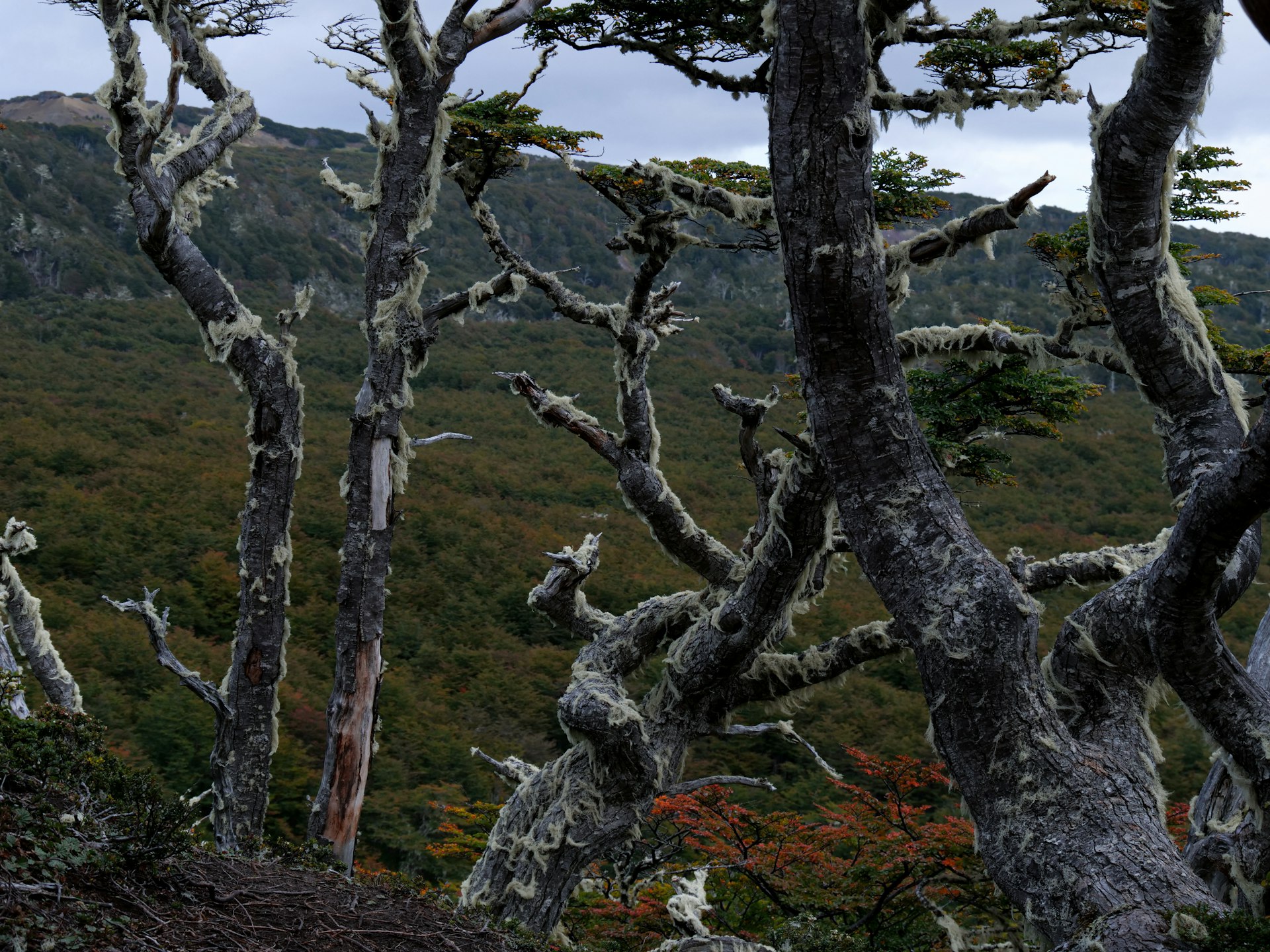 Wind-bent lenga forest under grey sky