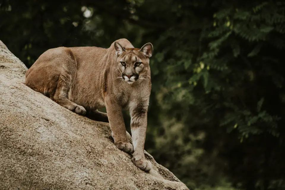 A wild puma watching from the steppe grass